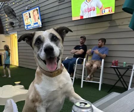 Bark ‘n Brews