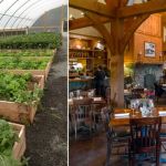 Best Farm-to-Table Restaurants Near Me: Taste Local, Seasonal Ingredients | Dine Droop