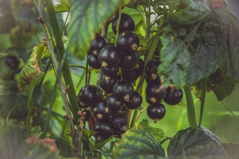 Why Black Currant Is Becoming the Flavor of 2026 in Beverages