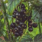 Why Black Currant Is Becoming the Flavor of 2026 in Beverages