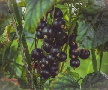 Why Black Currant Is Becoming the Flavor of 2026 in Beverages